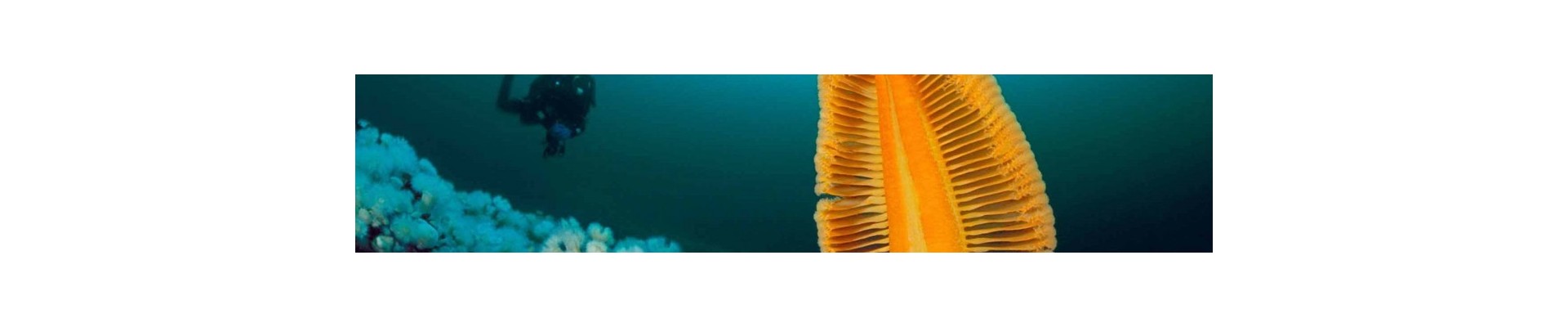 Combinaison de plongée femme - Topstar