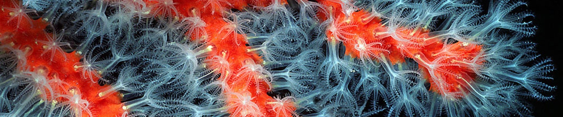 Chaussette de plongée et chausson néoprène 5mm 7mm 3mm - Topstar