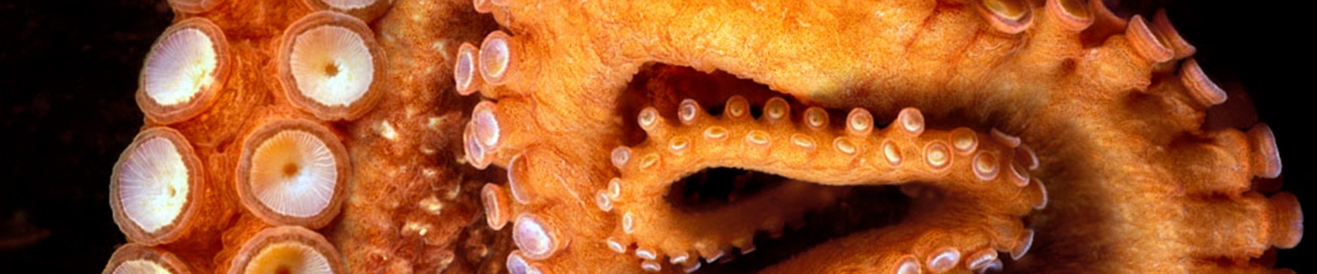 Manchons & Collerettes